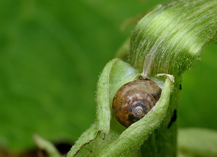 Minuscola chiocciolina